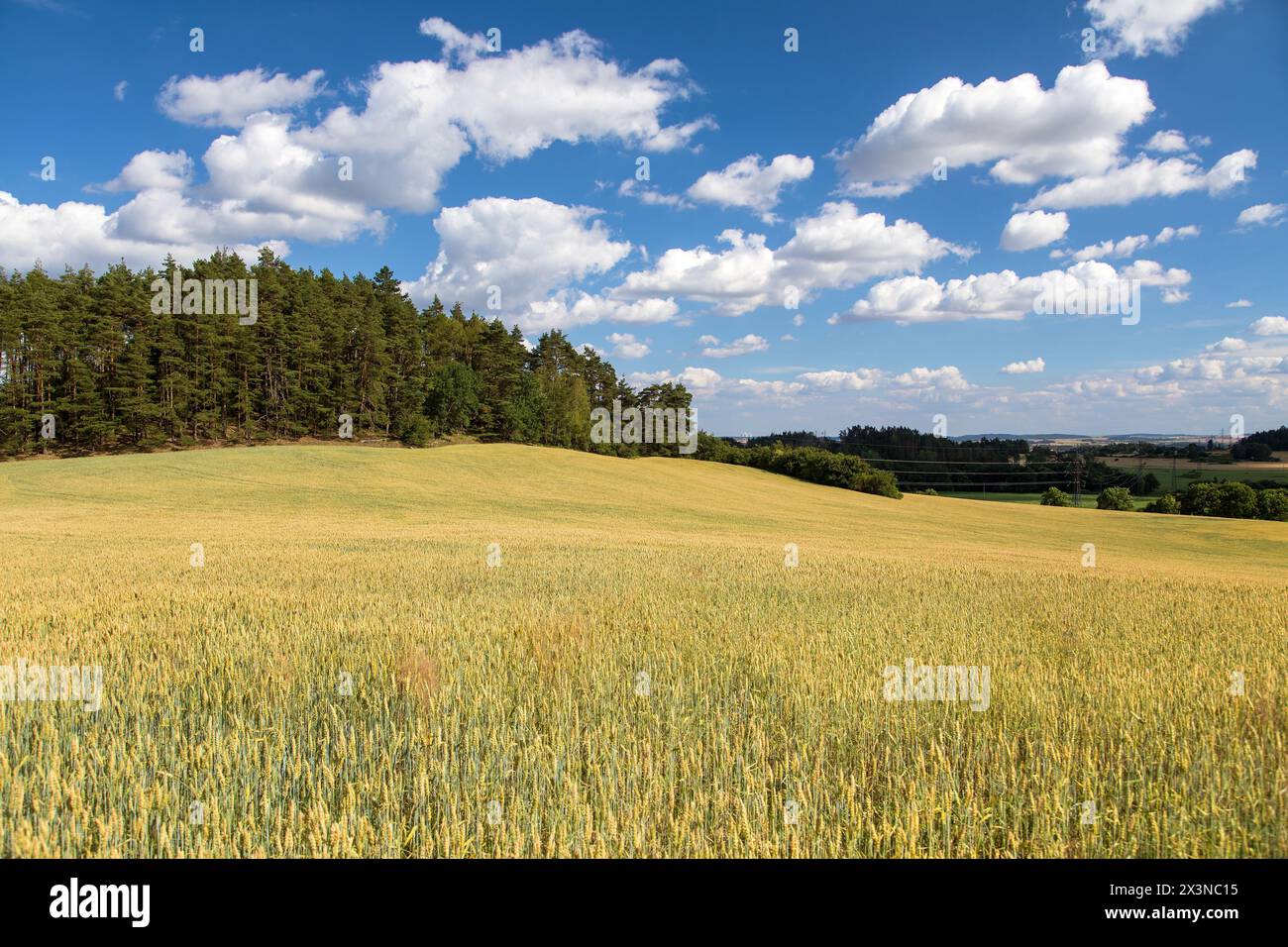 paysage avec la forêt de champs de blé et de beaux nuages sur le ciel Banque D'Images