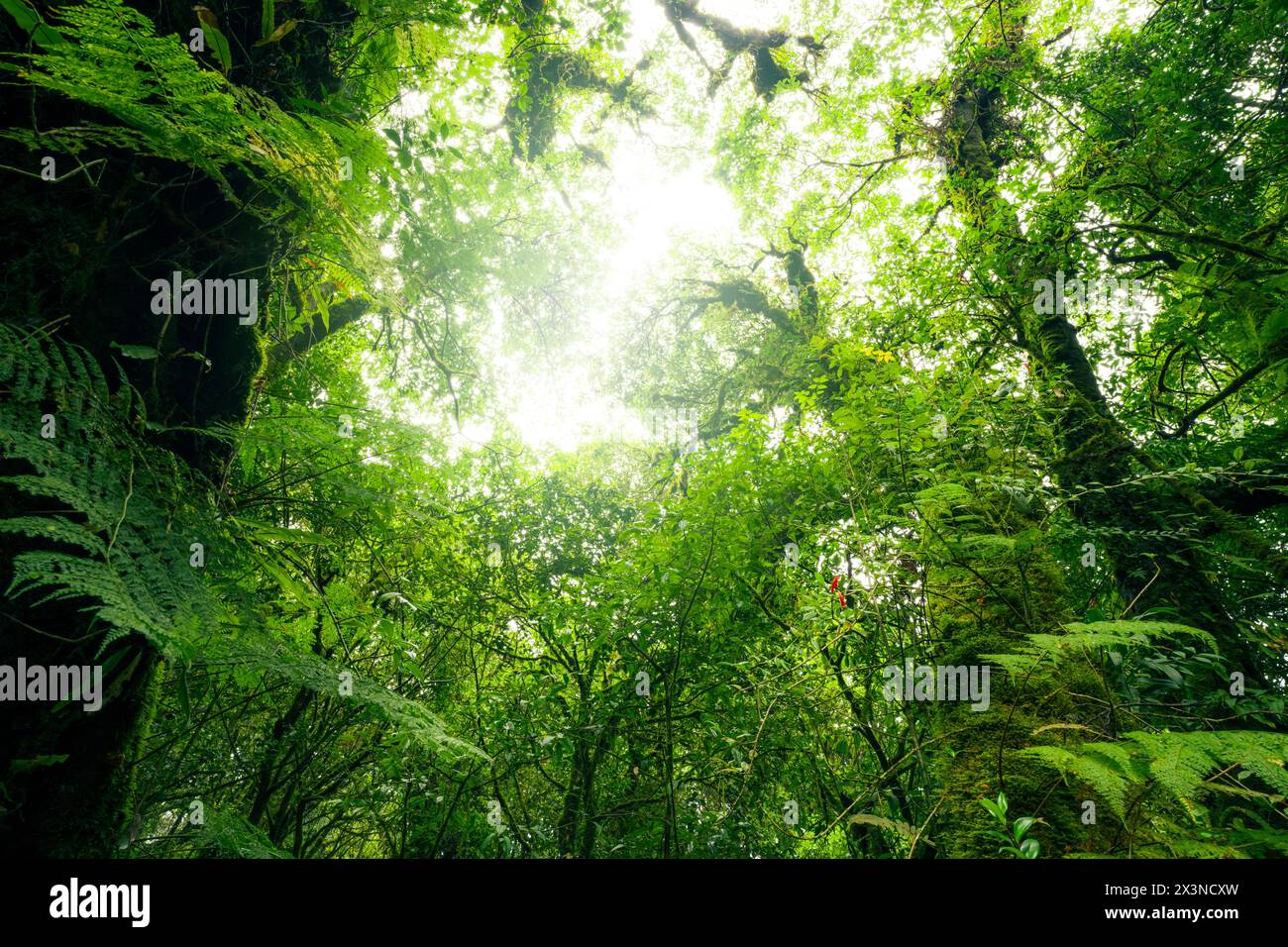 Forêt verte d'arbres avec la lumière du soleil à travers les feuilles vertes. Capture du carbone naturel et concept de crédit carbone. Gestion durable des forêts. Les arbres absorbent Banque D'Images