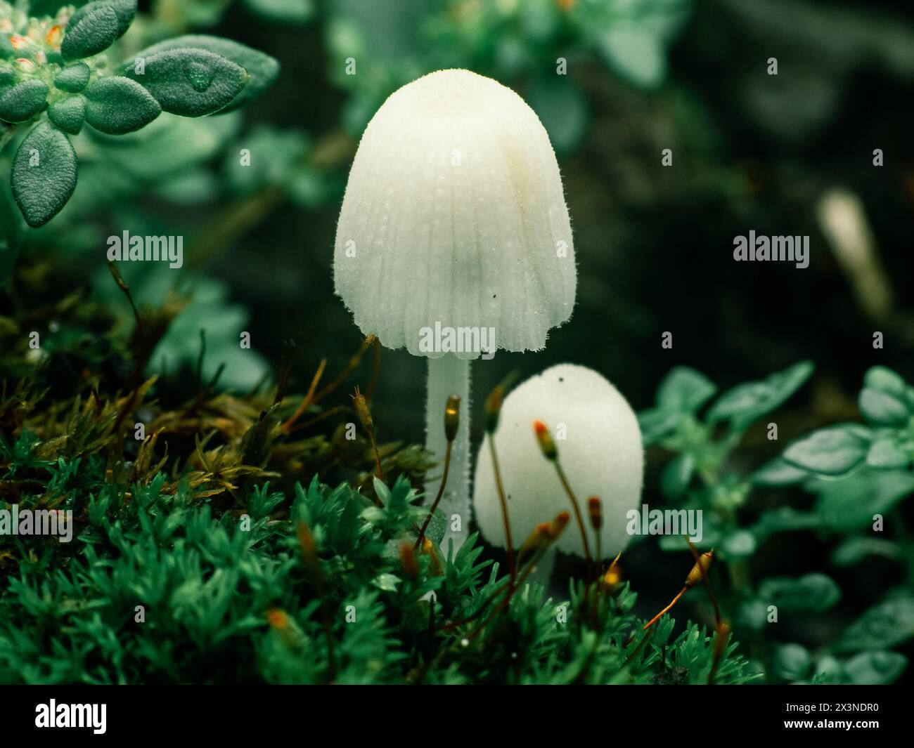 petits champignons blancs poussant autour de grappes de mousse Banque D'Images