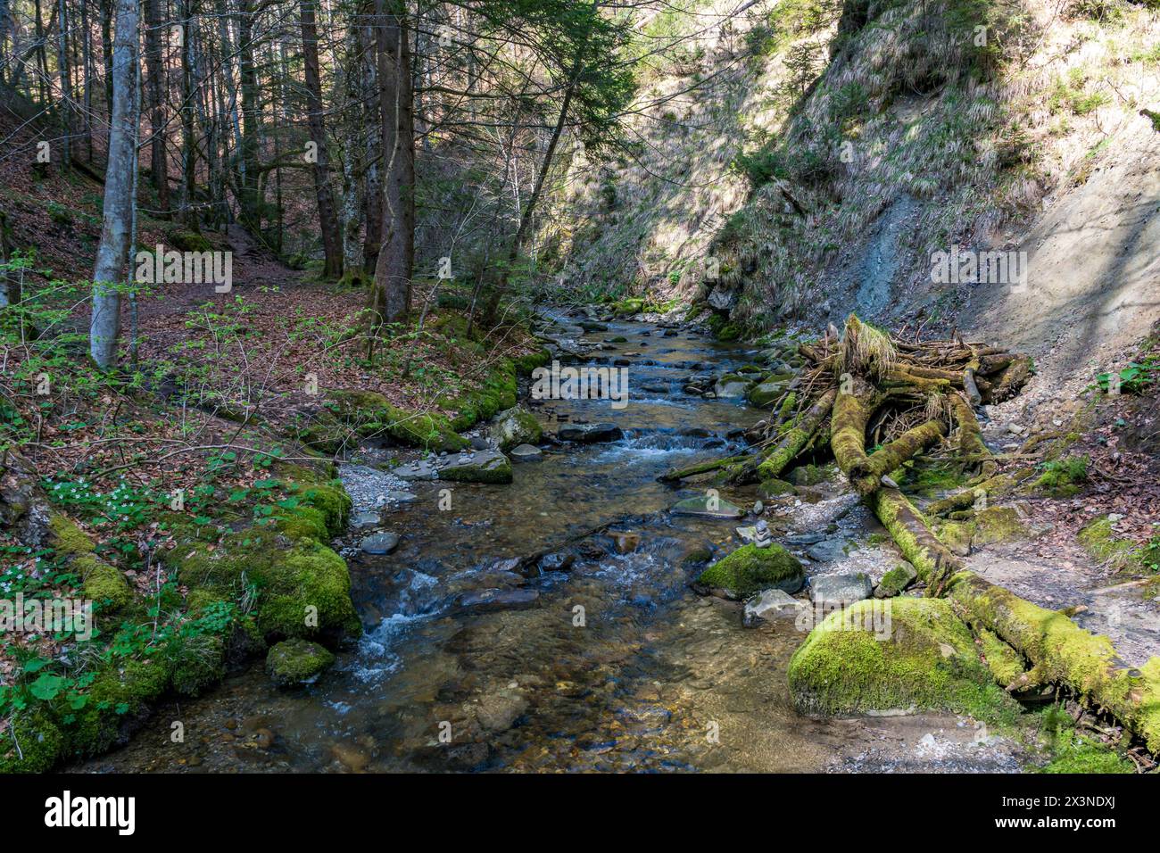 Belle randonnée de printemps à la cascade de Niedersonthofen à travers le Falltobel près de Niedersonthofen dans l'Allgau Banque D'Images