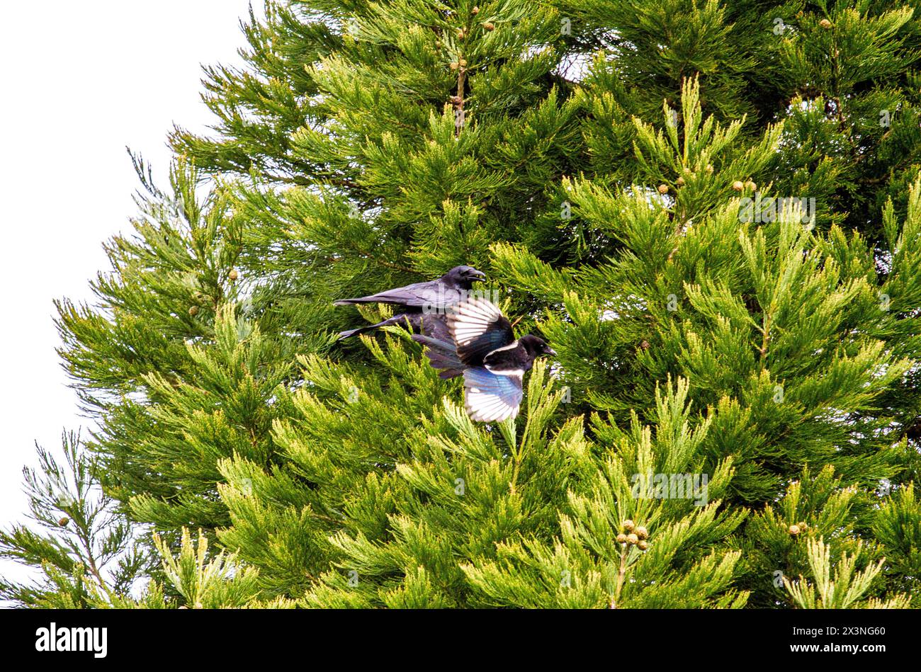 Dundee, Tayside, Écosse, Royaume-Uni. 28 avril 2024. Météo britannique : par un matin de printemps froid mais lumineux, les pies à longue queue attaquent un corbeau géant près de leur arbre à feuilles persistantes nidifiant à Dundee, en Écosse. Crédit : Dundee Photographics/Alamy Live News Banque D'Images