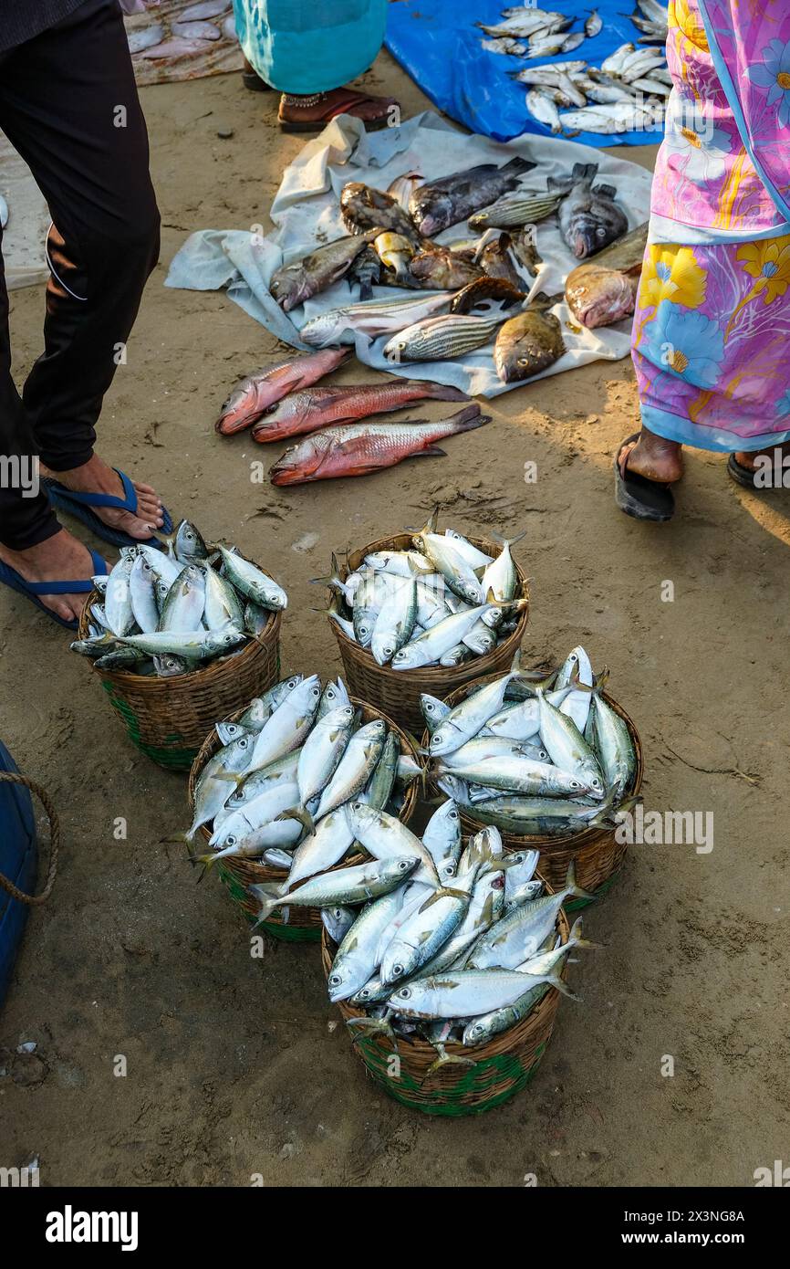 Malvan, Inde - 7 février 2024 : les gens vendent du poisson au marché aux poissons de Malvan dans le Maharashtra, Inde. Banque D'Images