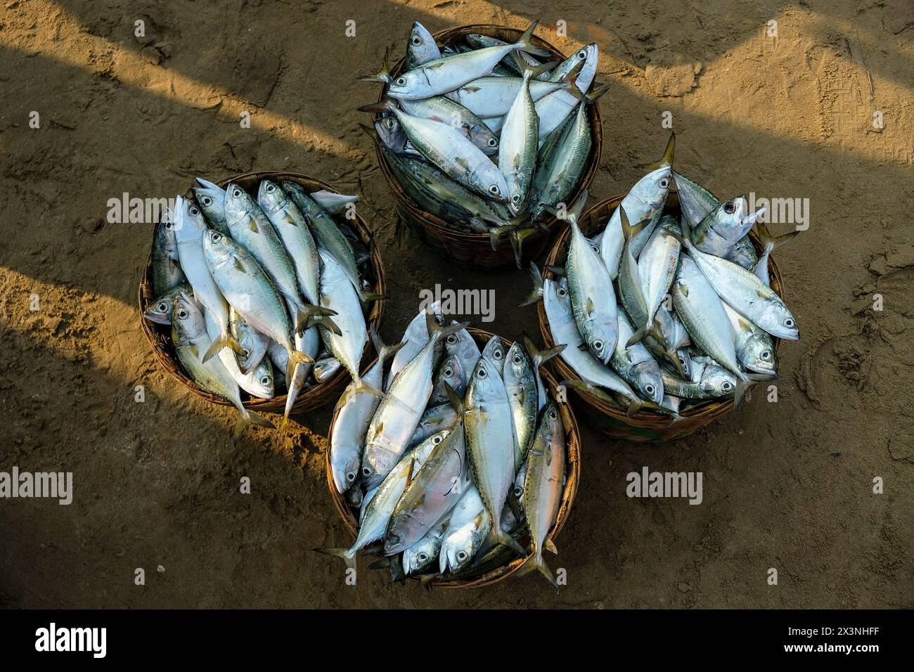 Malvan, Inde - 7 février 2024 : paniers avec du poisson au marché aux poissons de Malvan dans le Maharashtra, Inde. Banque D'Images