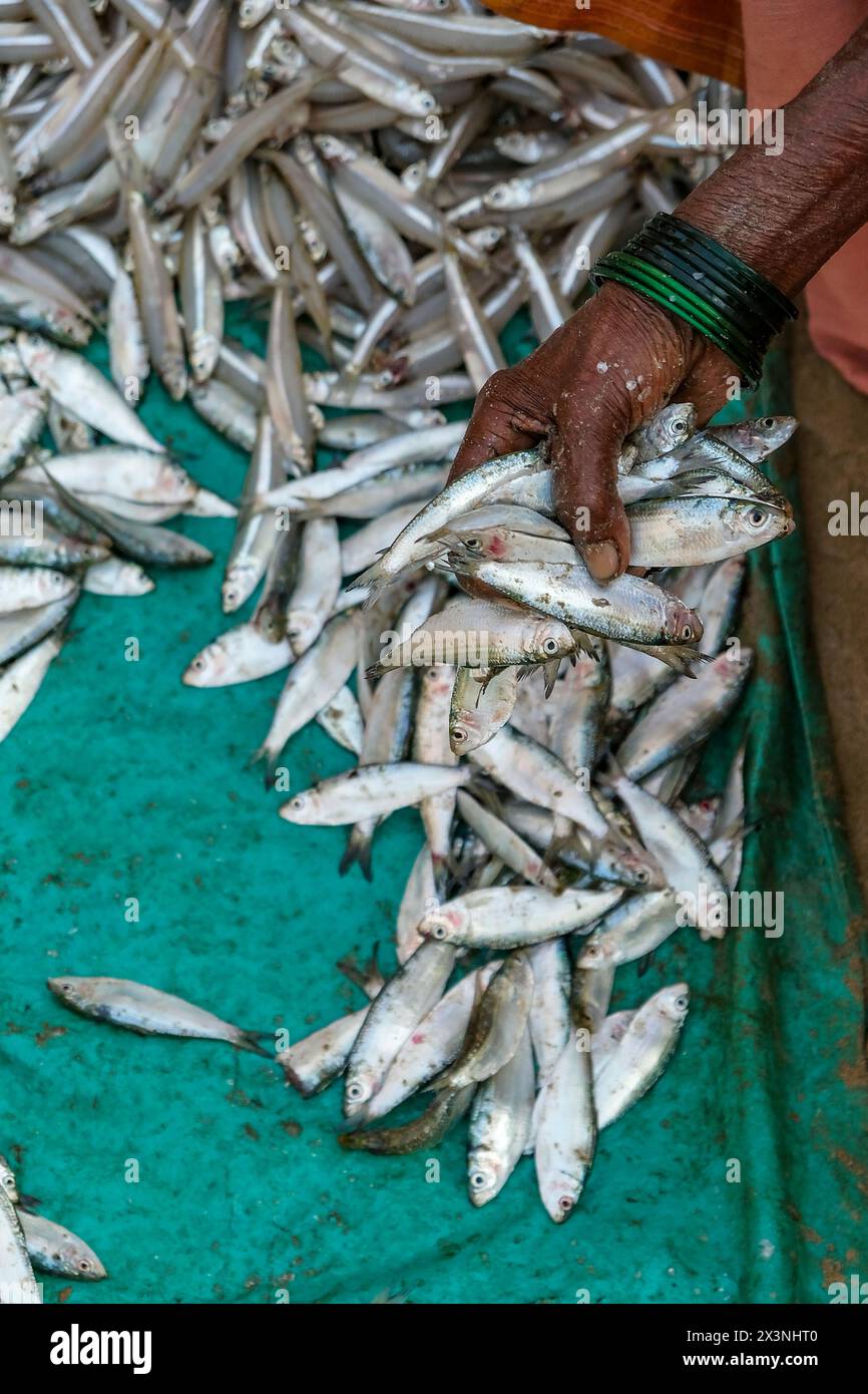 Malvan, Inde - 7 février 2024 : une femme vendant du poisson au marché aux poissons de Malvan dans le Maharashtra, Inde. Banque D'Images