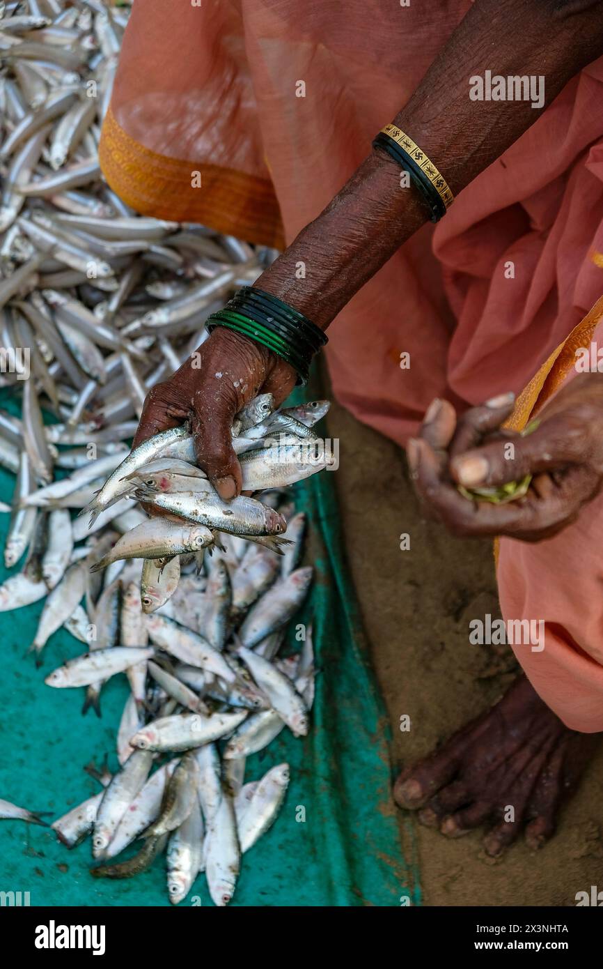 Malvan, Inde - 7 février 2024 : une femme vendant du poisson au marché aux poissons de Malvan dans le Maharashtra, Inde. Banque D'Images