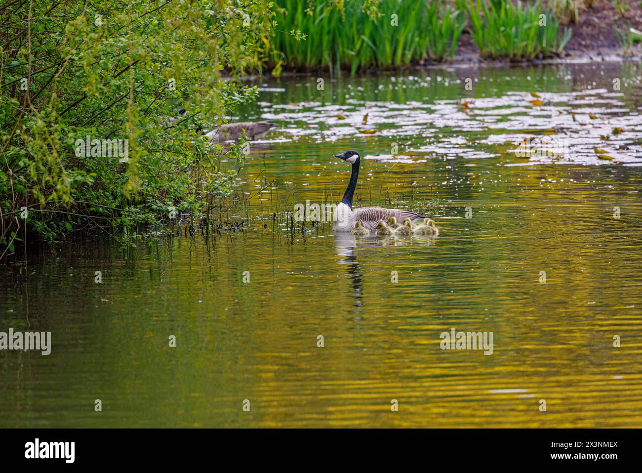 Oie du Canada, Branta canadensis, et oisons nageant dans un étang à RHS Garden Wisley, Surrey, sud-est de l'Angleterre au printemps Banque D'Images
