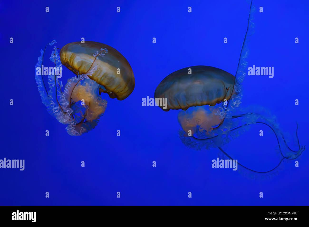Ortie de mer du Pacifique, méduse orange ou Chrysaora fuscescens nageant dans l'eau bleue du réservoir d'aquarium. Organisme aquatique, animal, vie sous-marine, biodiversité Banque D'Images