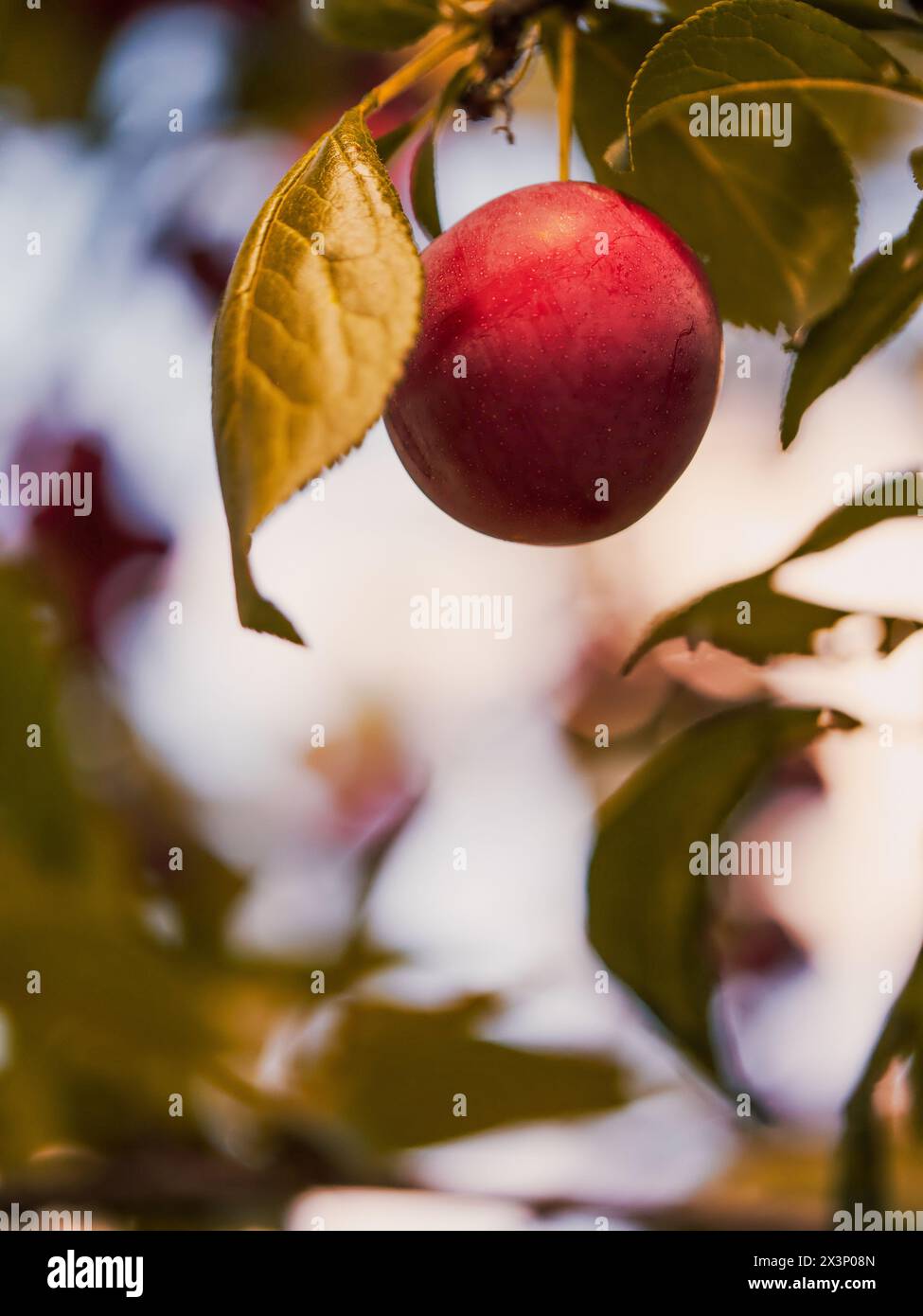 L'image montre une prune rouge juteuse sur un arbre, incarnant des produits frais ; idéal pour la commercialisation d'aliments biologiques, le jardinage ou la générosité de la nature. Banque D'Images