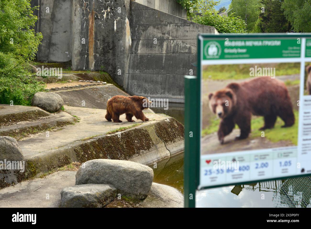 Ours grizzli Ursus arctos horribilis ou ours brun d'Amérique du Nord en captivité au zoo de Sofia, Sofia Bulgarie, Europe de l'est, Balkans, UE Banque D'Images
