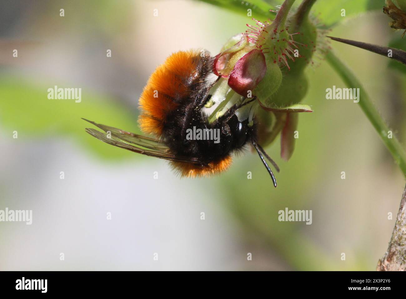 Abeille minière fauve femelle sur la fleur de groseille à maquereau dans le centre du pays de Galles, Royaume-Uni Banque D'Images