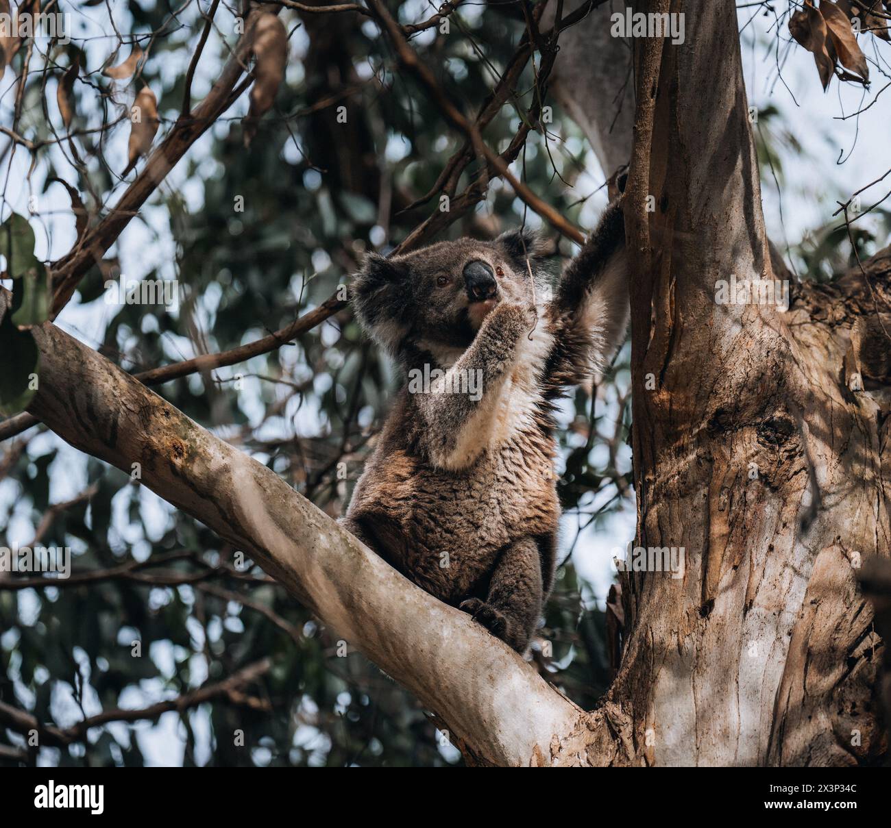 Koala à l'état sauvage avec un gommier sur la Great Ocean Road, Australie. Quelque part près de la rivière Kennet. Victoria, Australie. Banque D'Images