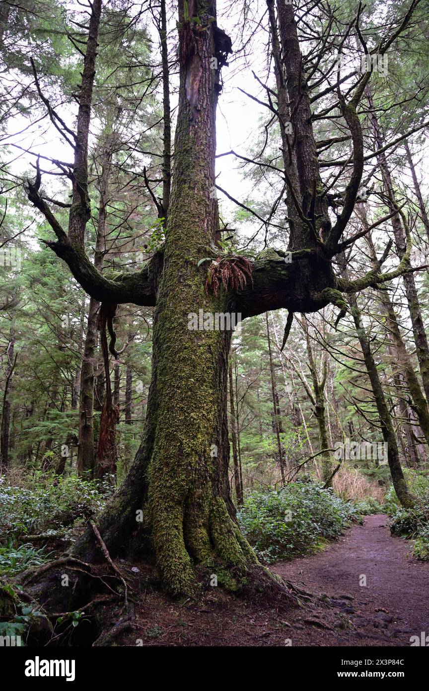 Arbre unique sur le sentier de la deuxième plage dans le parc national olympique. Banque D'Images