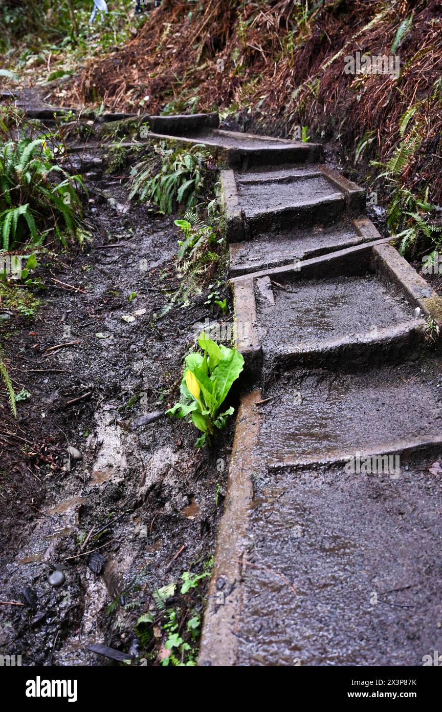 Escaliers construits à la main sur le sentier second Beach, dans le parc national olympique, dans l'État de Washington Banque D'Images