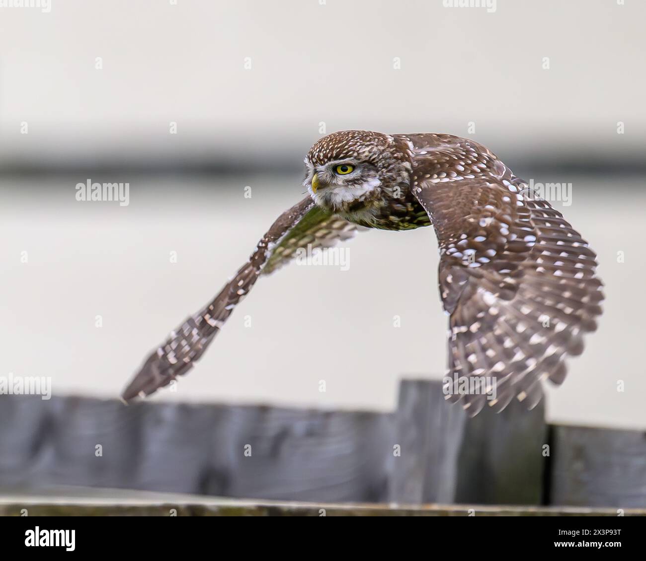 Little Owl en vol Banque D'Images