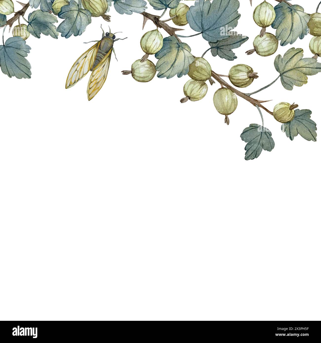 Branche de groseille à maquereau et cigale. Fond floral d'aquarelle dessiné à la main. Banque D'Images