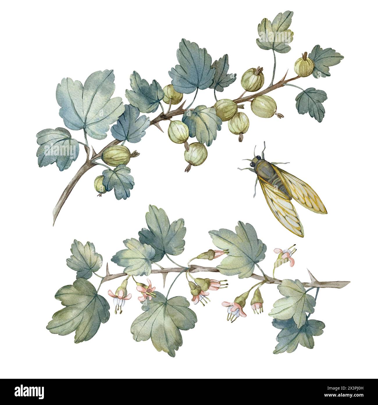 Branches de groseille à maquereau avec des feuilles, des baies et des fleurs de printemps et un ensemble de cigales d'éléments d'aquarelle Banque D'Images