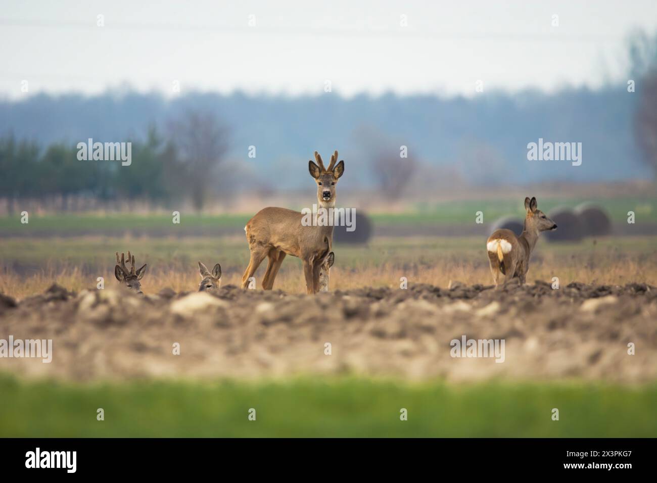Un groupe de cerfs dans le champ, jour de mars, Czulczyce, Pologne Banque D'Images