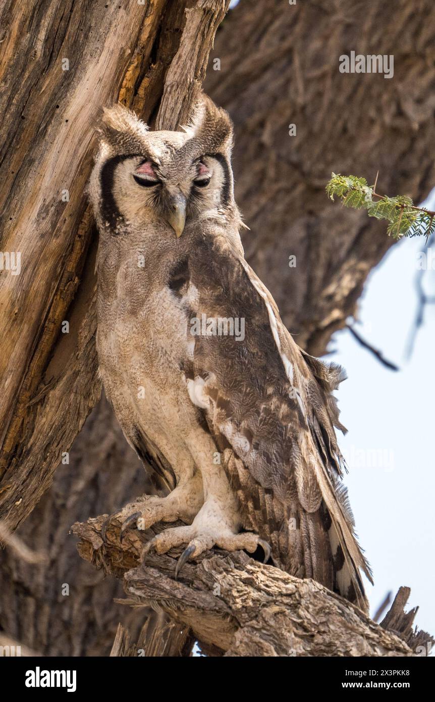 L'aigle-hibou de Verreaux dans le parc transfrontalier de Kgalagadi, Afrique du Sud Banque D'Images