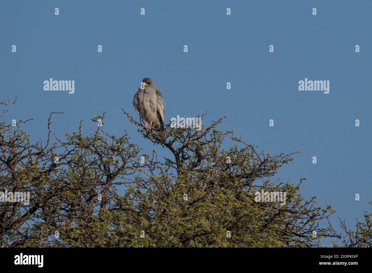 Gabar Goshawk dans le parc transfrontalier de Kgalagadi, Afrique du Sud Banque D'Images