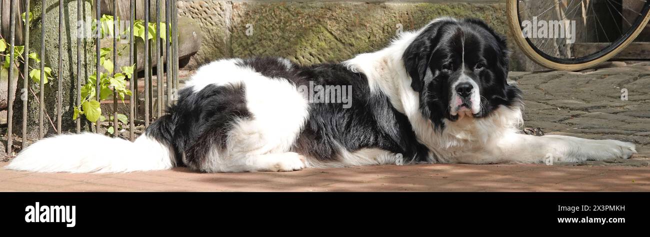Chien landseer noir et blanc allongé sur le trottoir Banque D'Images