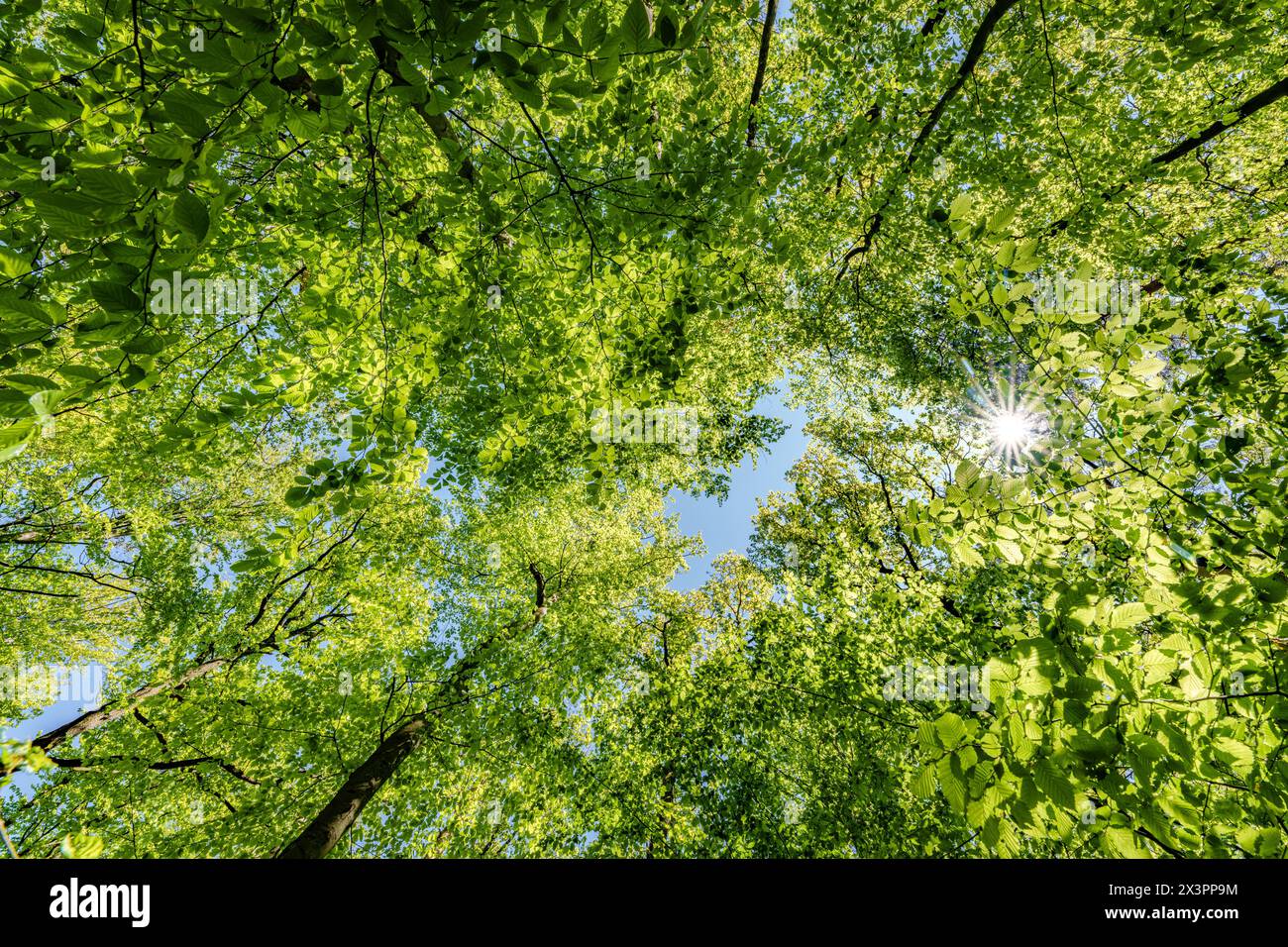 Observer le soleil regarder à travers les arbres dans une forêt est une expérience sereine, entourée de plantes terrestres et d'une variété de nuances de vert et Banque D'Images