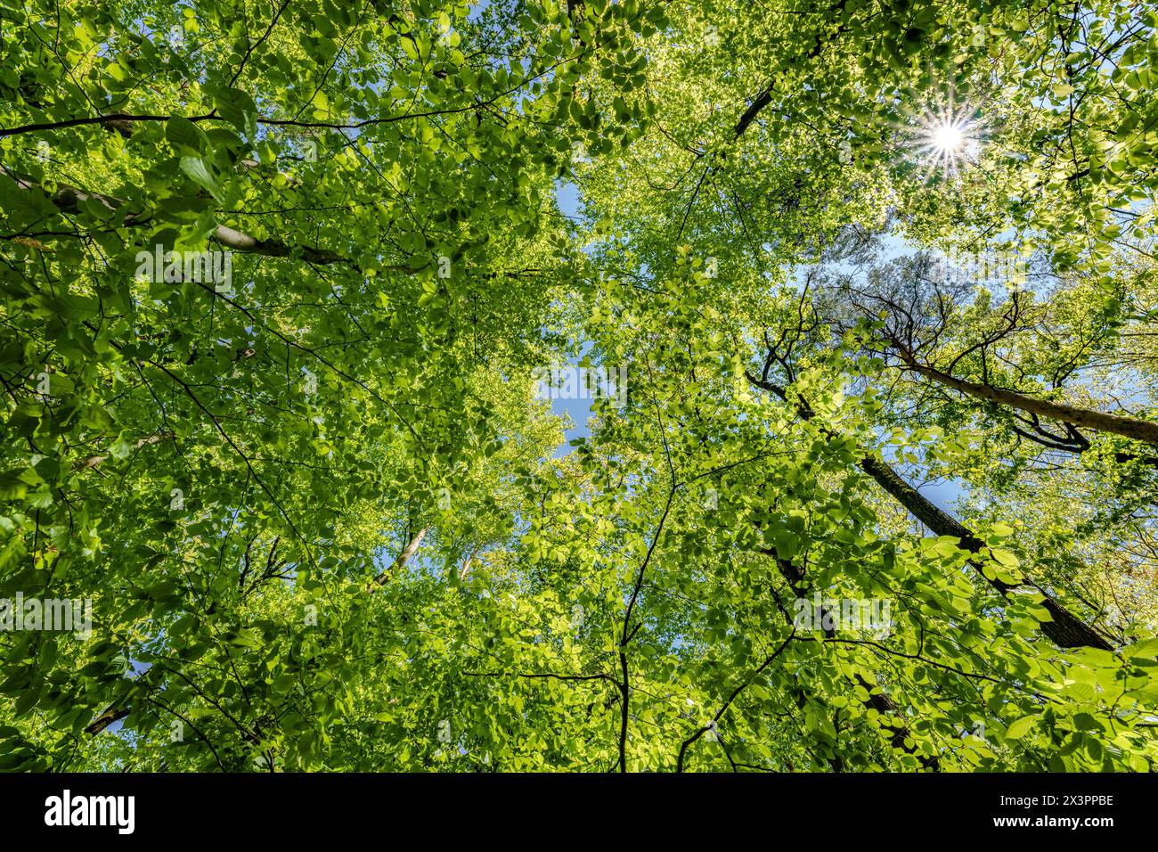Observer le soleil regarder à travers les arbres dans une forêt est une expérience sereine, entourée de plantes terrestres et d'une variété de nuances de vert et Banque D'Images
