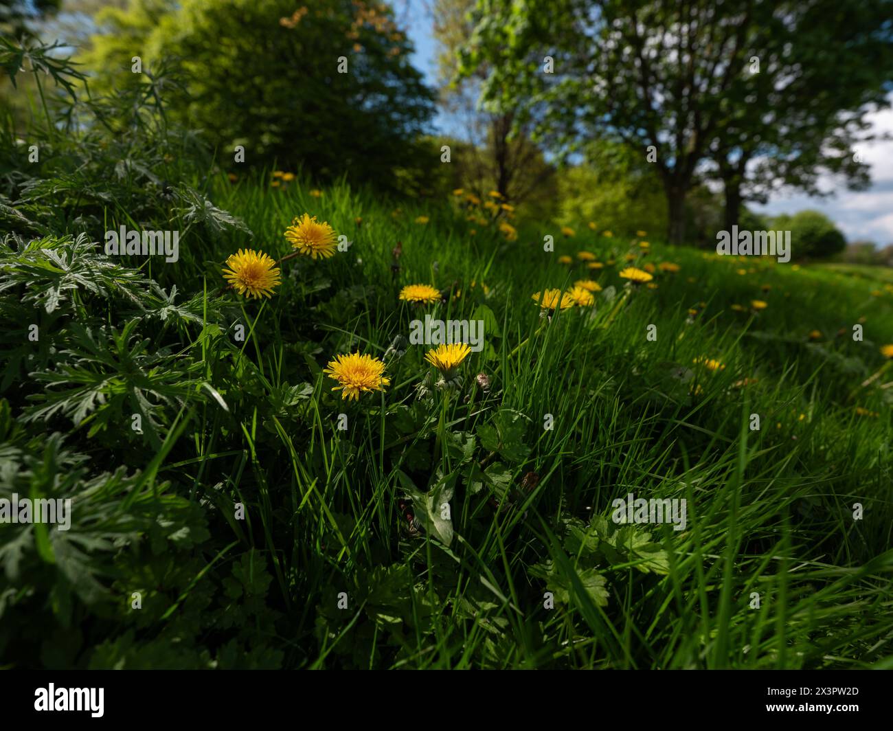 Le Phoenix Park à Dublin, Irlande. Banque D'Images