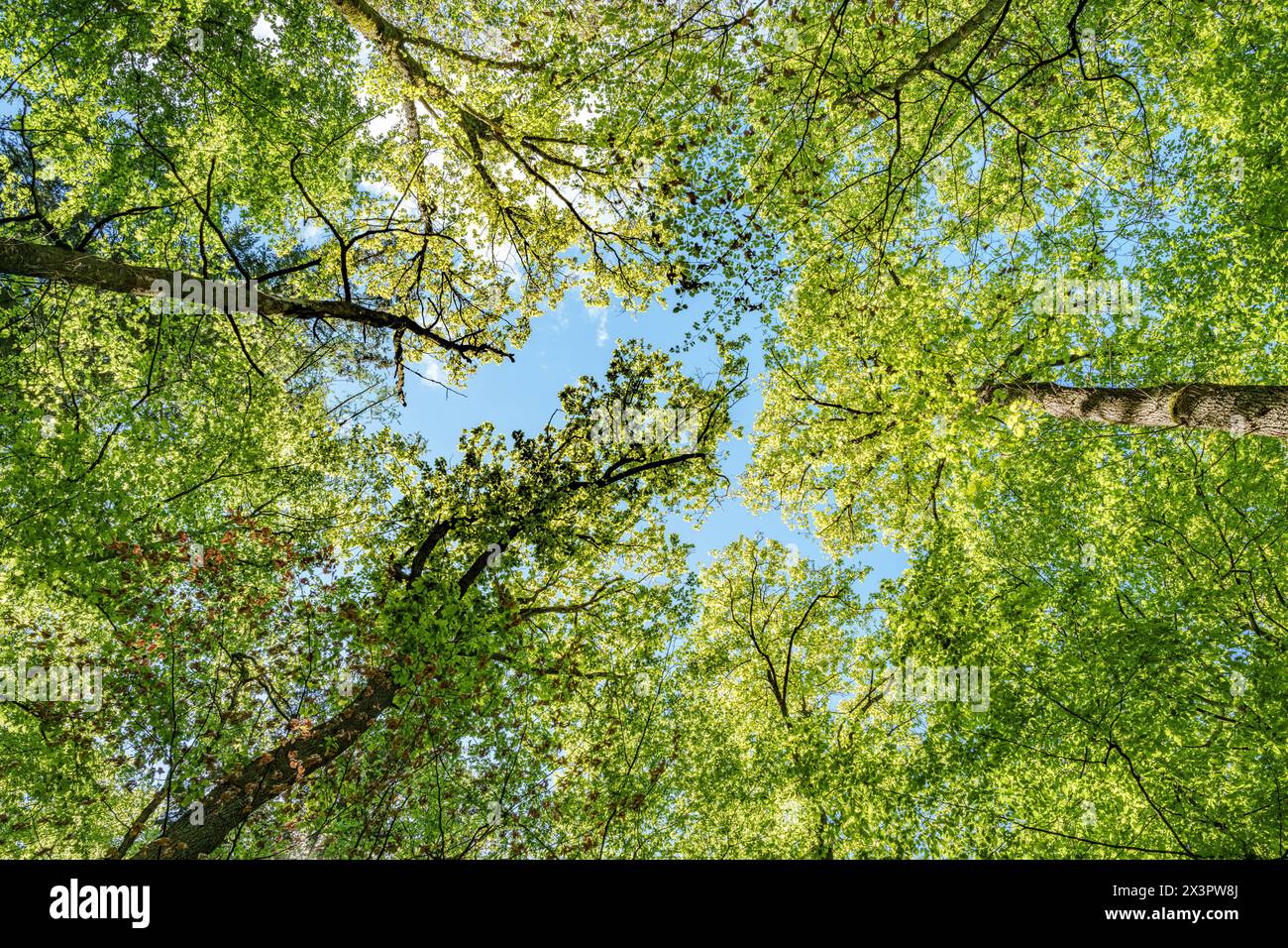 Observer le soleil regarder à travers les arbres dans une forêt est une expérience sereine, entourée de plantes terrestres et d'une variété de nuances de vert et Banque D'Images