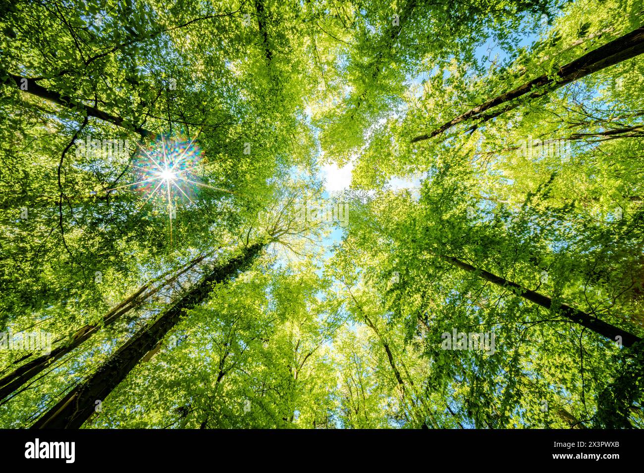 Observer le soleil regarder à travers les arbres dans une forêt est une expérience sereine, entourée de plantes terrestres et d'une variété de nuances de vert et Banque D'Images