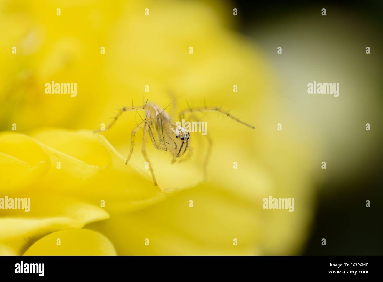 Photo macro de l'araignée Lynx sur le pétale de la fleur de chrysanthème de couleur jaune Banque D'Images