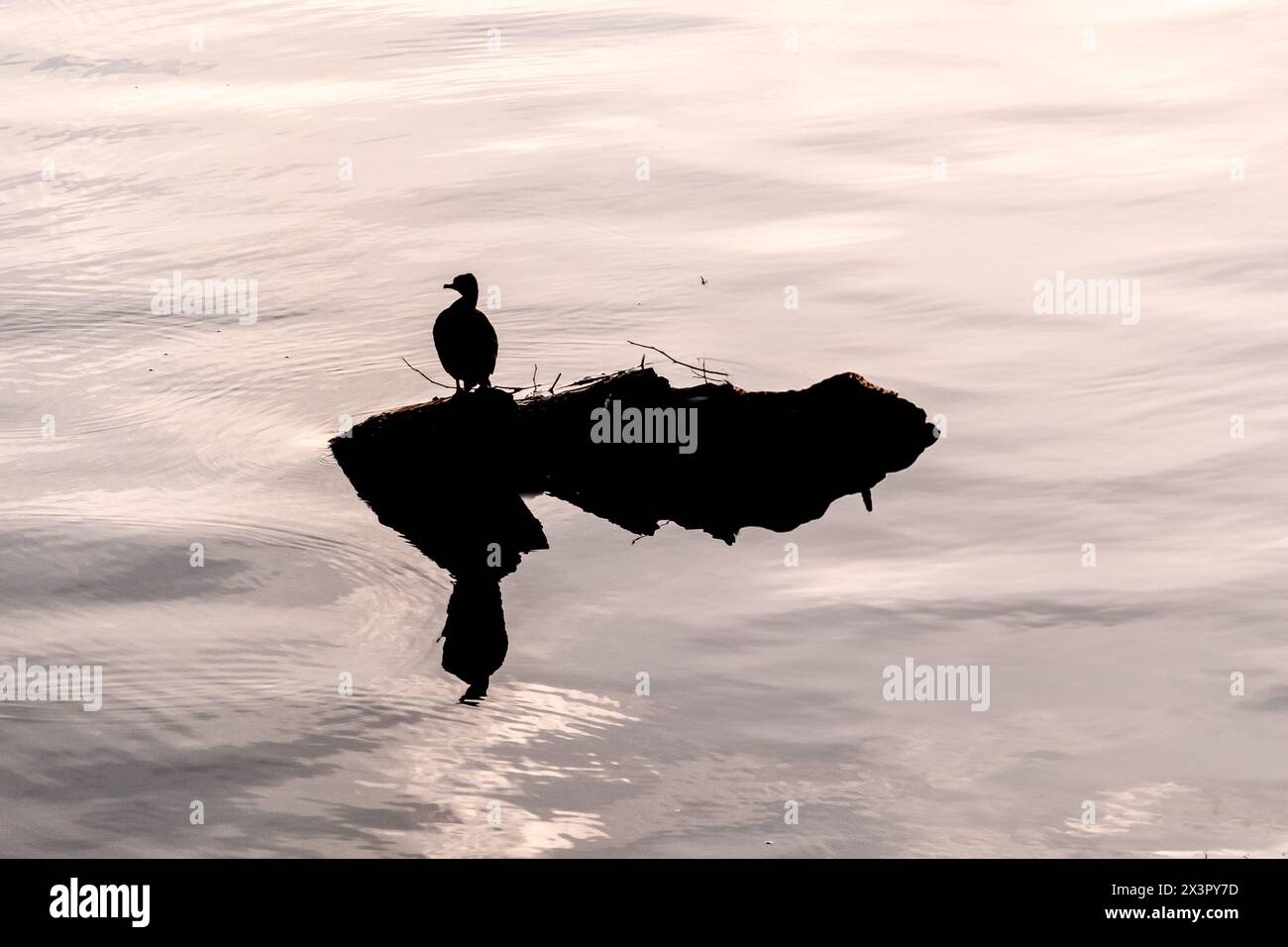 Silhouette d'un cormoran (Phalacrocoracidae) assis sur un petit rocher dans un lac - espace copie Banque D'Images