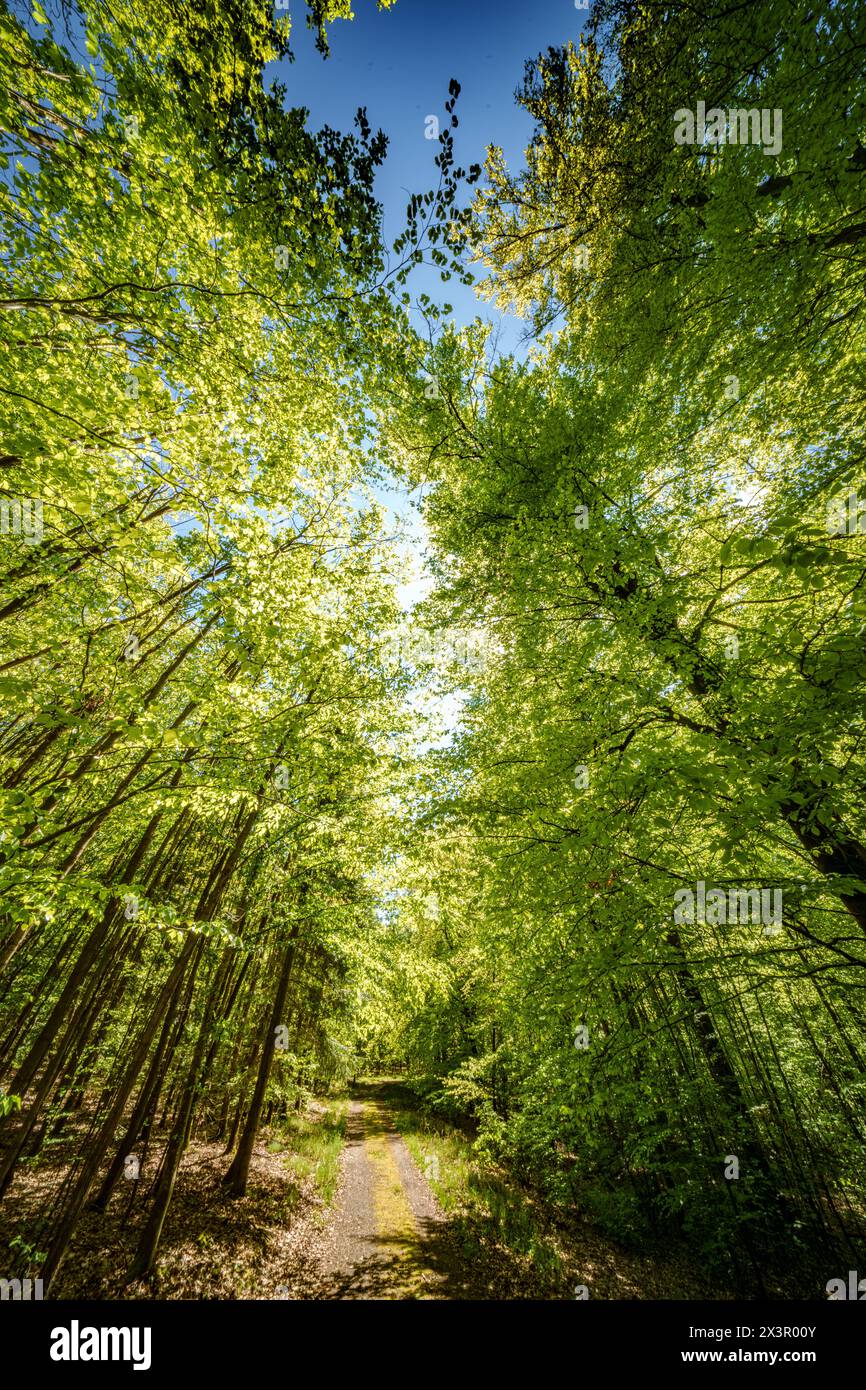 La lumière du soleil filtre à travers les branches des arbres le long d'un chemin forestier, créant un motif tapissé sur l'herbe verte luxuriante ci-dessous Banque D'Images