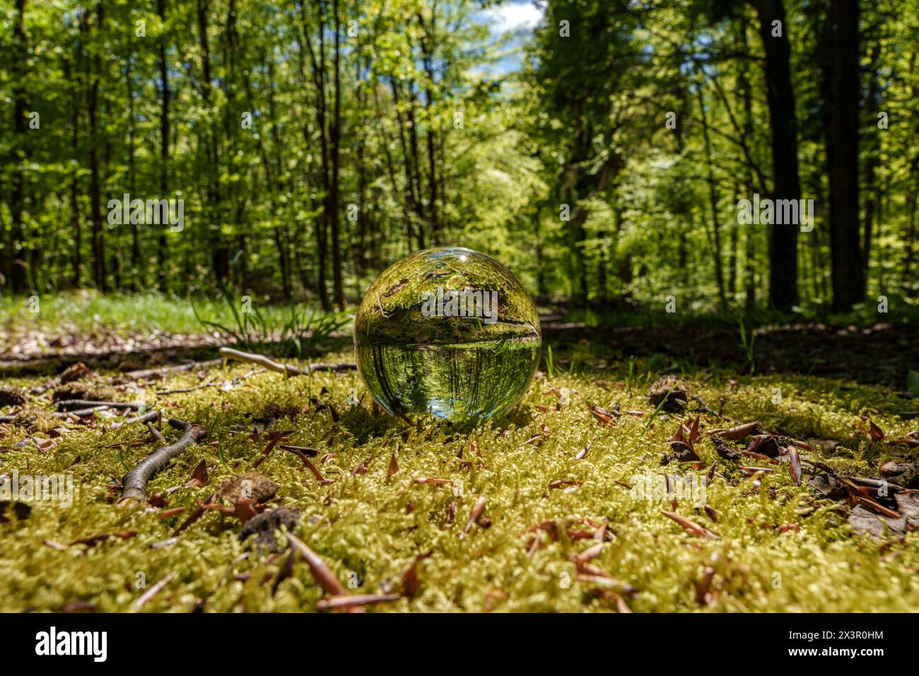 Une boule de verre repose sur le sol de la forêt entourée d'arbres, de plantes et d'herbe. Le paysage naturel des plantes terrestres et des arbres à feuilles caduques cre Banque D'Images