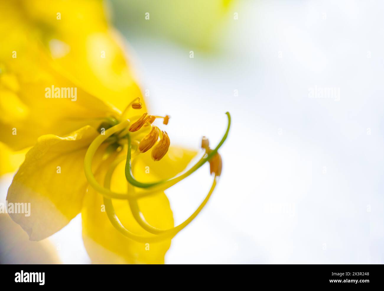 Gros plan de la fleur de l'arbre de plante Bahava également connu sous le nom de fistule de Cassia communément connu sous le nom d'arbre de douche dorée. Mise au point sélective et espace de copie. Banque D'Images