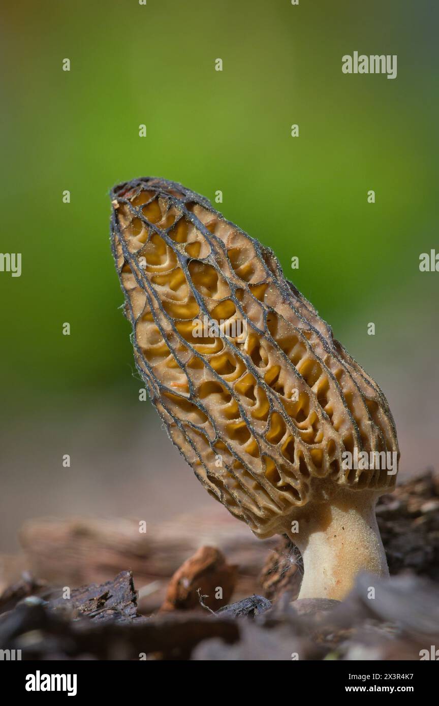 Champignon comestible de morille isolé sur fond flou. Probablement Morchella elata. Printemps en république tchèque nature. Banque D'Images