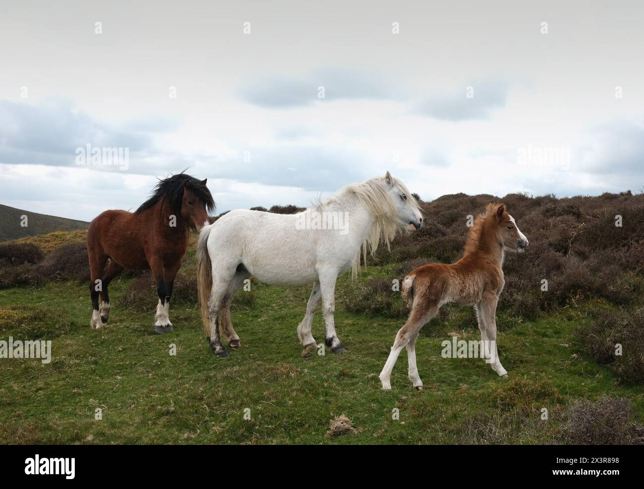 Chevaux sauvages sur le long Mynd hils Shropshire.poulain nouvellement né avec les parents. Banque D'Images