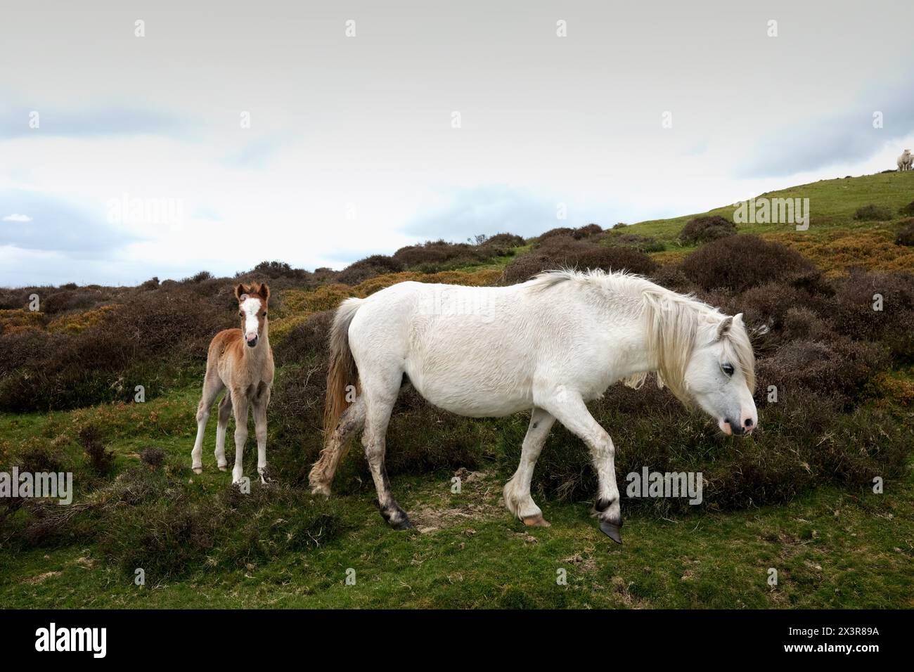 Chevaux sauvages sur le long Mynd hils Shropshire.poulain nouvellement né avec sa mère Banque D'Images