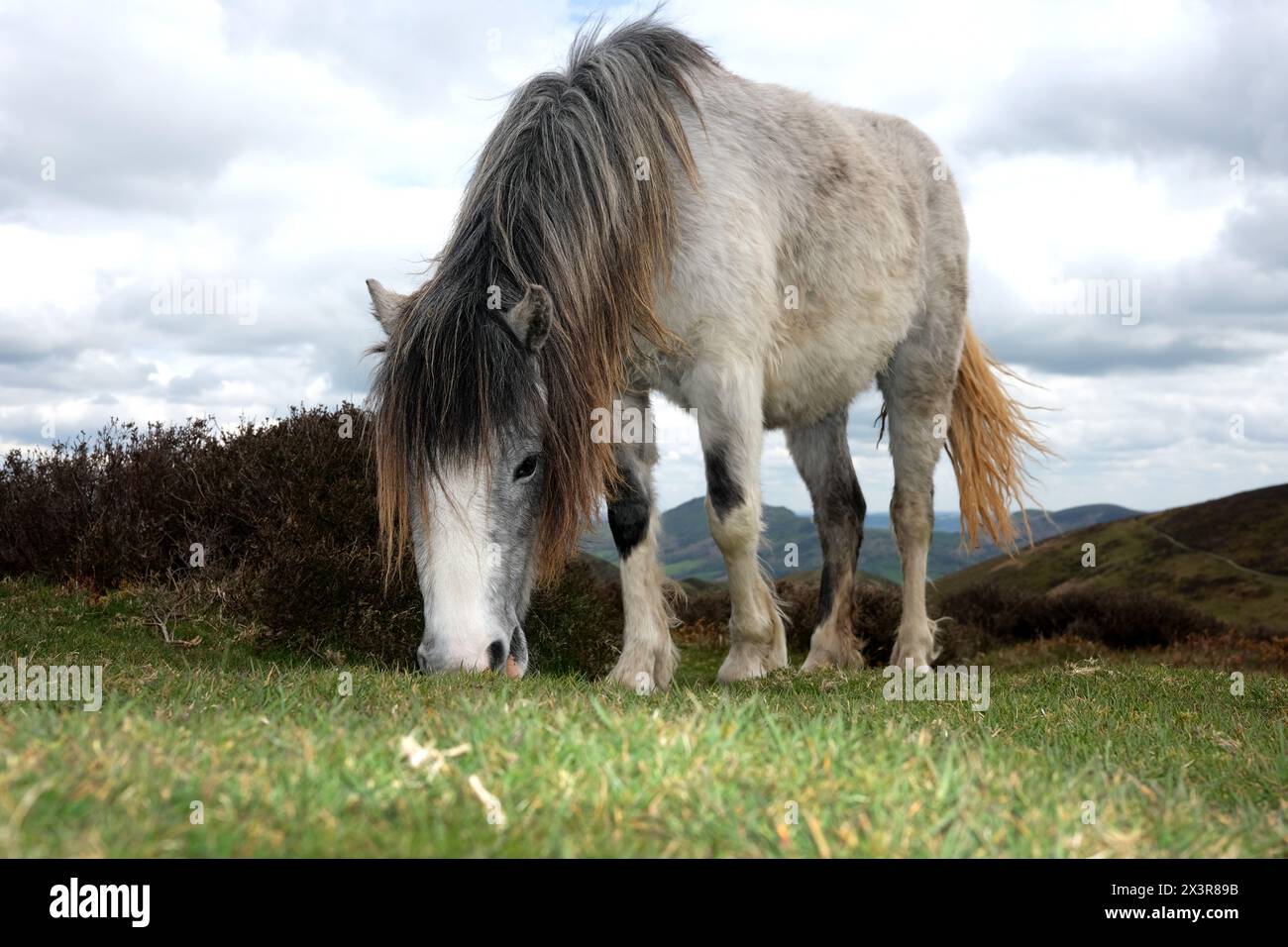 Chevaux sauvages qui paissent sur les terres communes du long Mynd hils Shropshire Banque D'Images