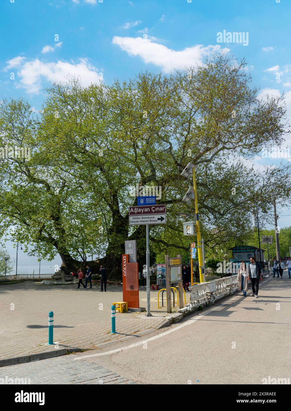 Golyazi, Bursa, Turquie - 13 avril 2024 : L'arbre des planètes en pleurs (Aglayan Cinar). Un arbre monumental dans le village. Banque D'Images