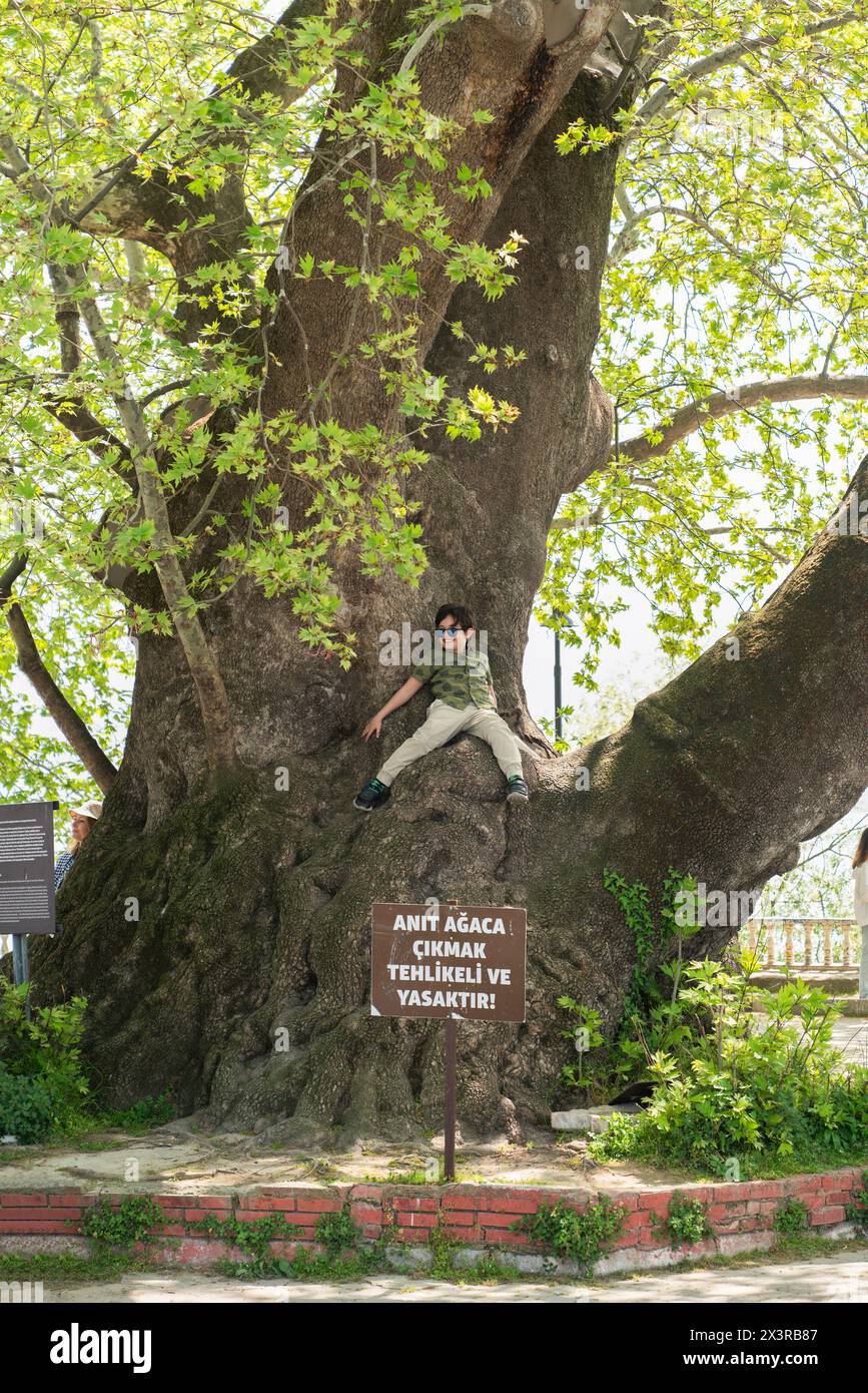 Golyazi, Bursa, Turquie - 13 avril 2024 : L'arbre des planètes en pleurs (Aglayan Cinar). Un arbre monumental dans le village. Banque D'Images