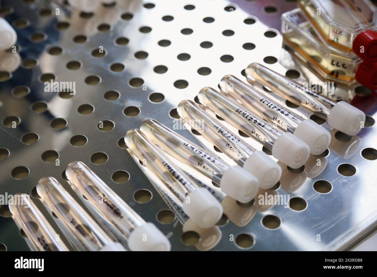 Microscope, cultures cellulaires de virus, Département de microbiologie, Hôpital Donostia, Saint-Sébastien, Donostia, Gipuzkoa, pays Basque, Espagne Banque D'Images