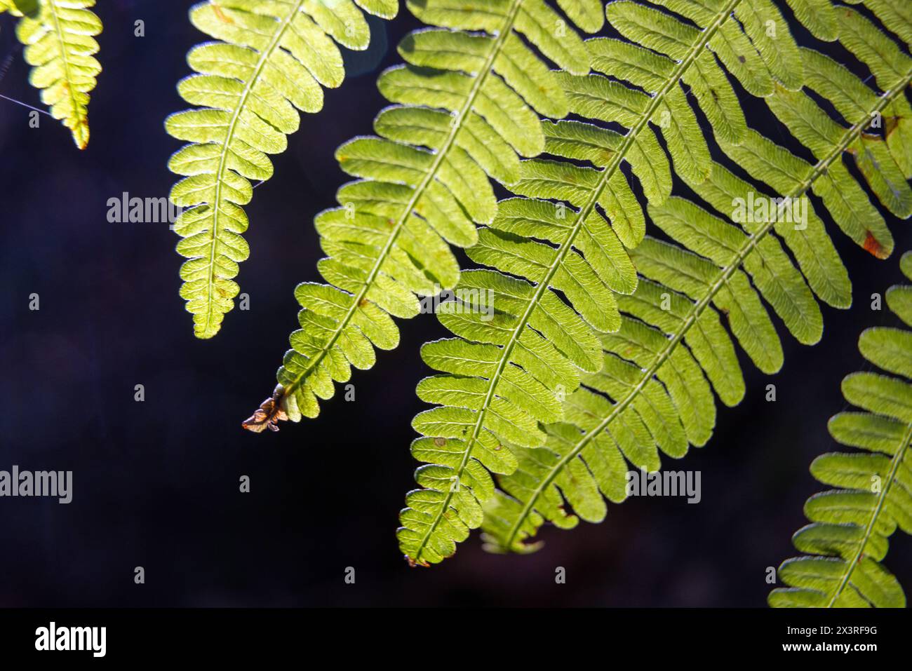 Frondes de Bracken dans les bois Banque D'Images