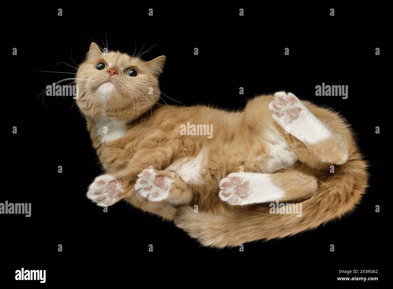 Chat moelleux de couleur dorée sur fond noir regardant la caméra. Banque D'Images