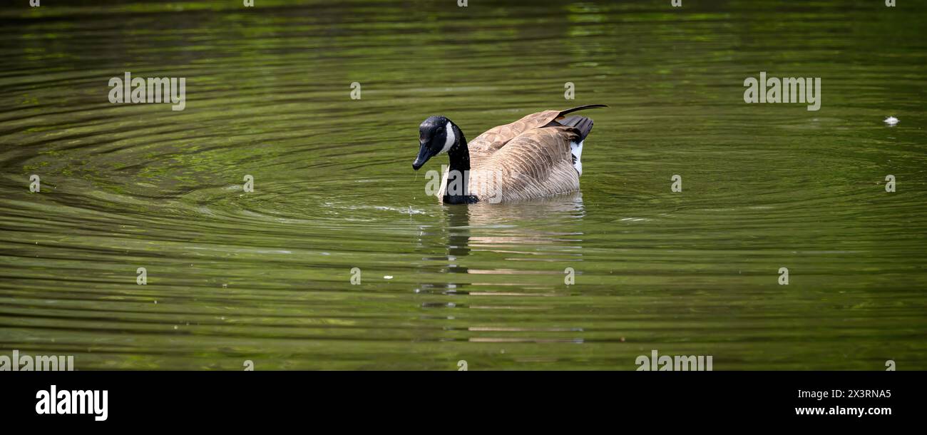Gouttes d'eau sur la plume d'une oie dans un étang Banque D'Images