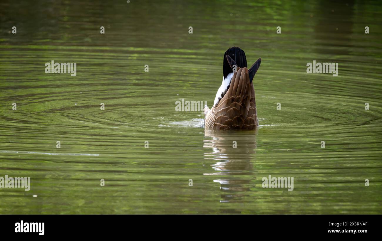 Oie renversée et réflexion dans un étang local Banque D'Images