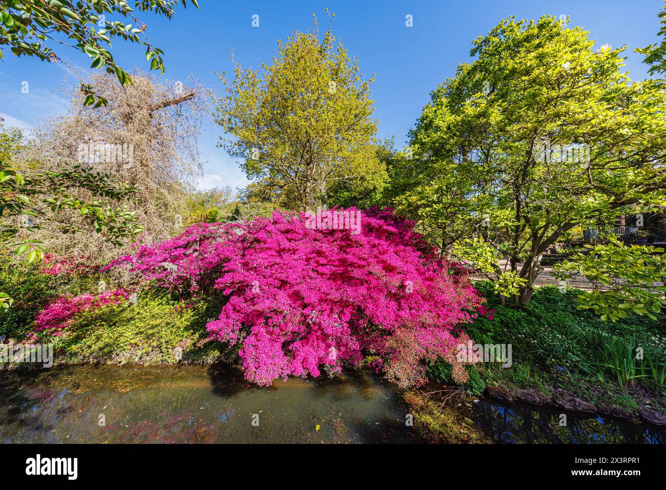 Azalée rose magenta vif (Rhododendron (Obtusum Group) 'Amoenum' fleurissant par le ruisseau dans RHS Garden, Wisley, Surrey, sud-est de l'Angleterre au printemps Banque D'Images