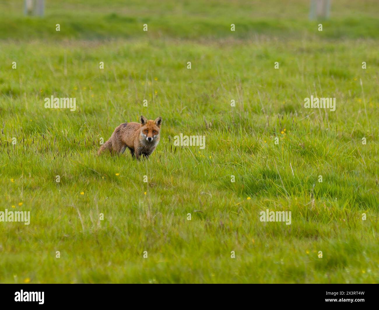 Un renard roux, Vulpes vulpes, debout dans un champ. Banque D'Images