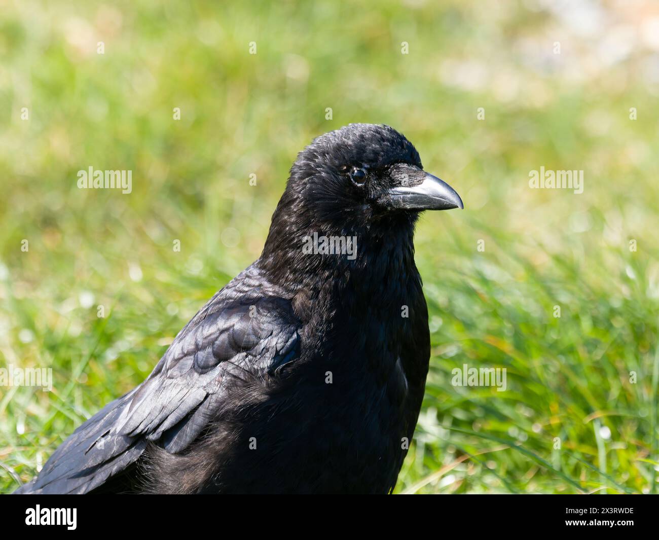 La tête et les épaules d'une corneille charoise, Corvus corone, debout sur un champ d'herbe. Banque D'Images
