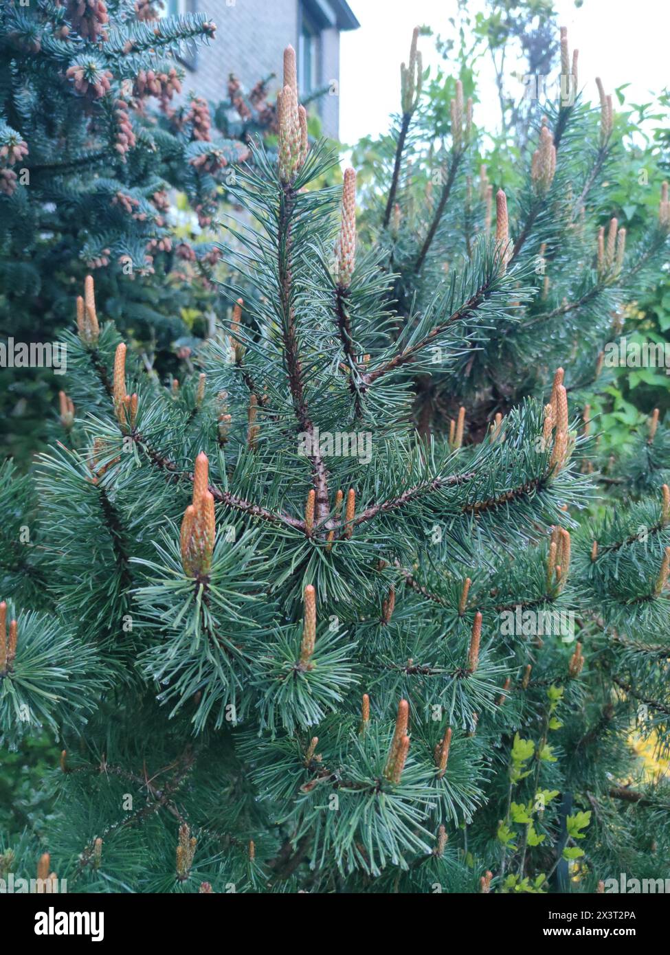 Belles jeunes pousses d'un pin de montagne nain (Pinus mugo) dans un jardin. Banque D'Images
