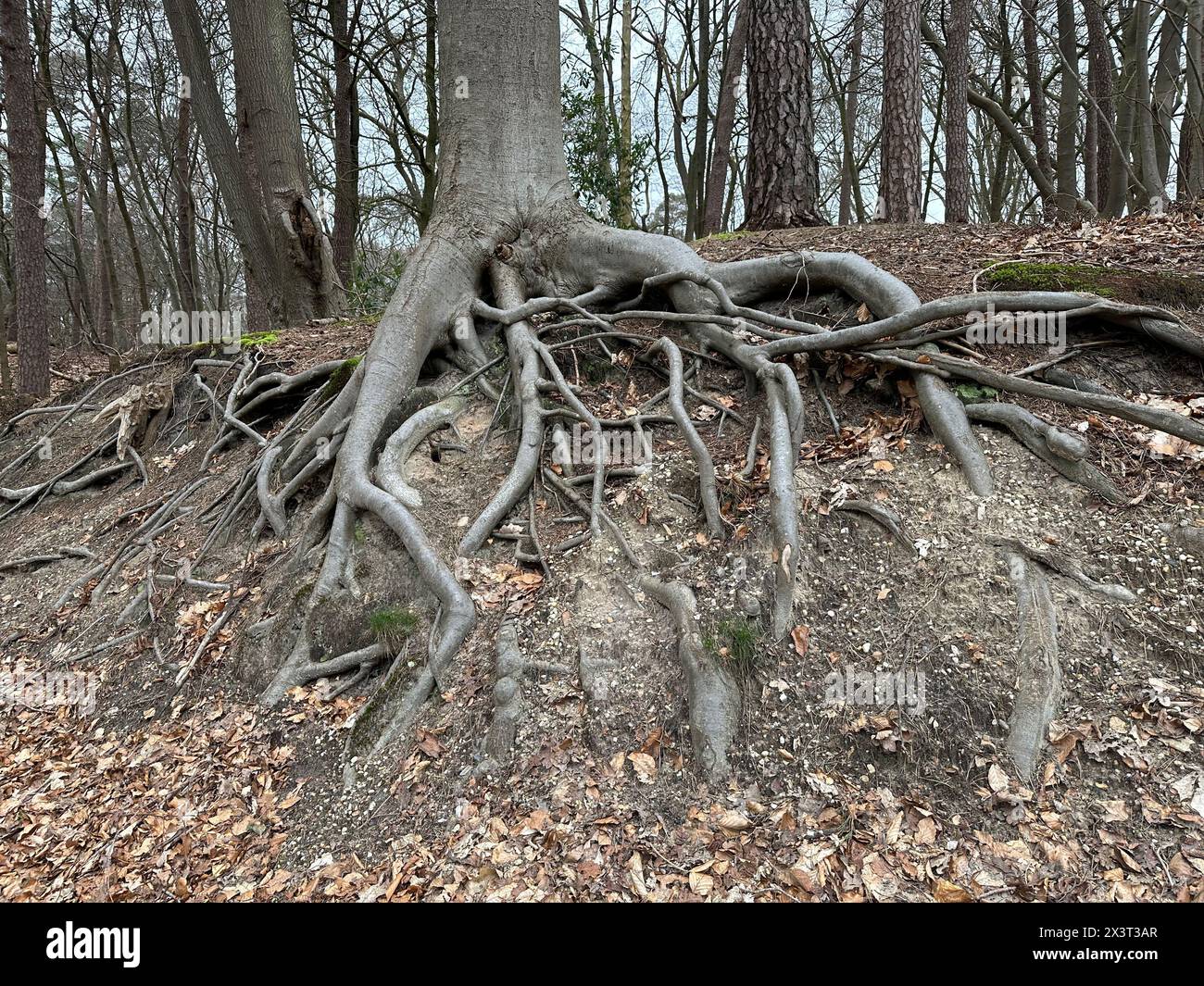 Arbre avec des racines montrant au-dessus du sol dans la forêt Banque D'Images
